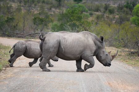 White rhinoceros (Ceratotherium simum) are earth's second-largest land mammals. Rhinos are endangered due to incessant poaching for their horns, which some people believe have medicinal properties.の写真素材