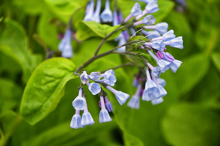 Baby Blue Bell flowerの写真素材