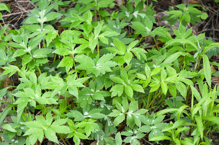 Small Green Plantsの写真素材