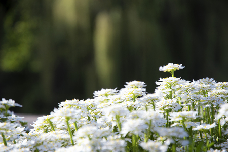 Daisiesの写真素材