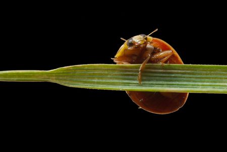 A close up macro shot of a ladybug holding onto a blade of grass.
