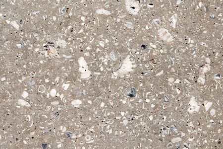 Sidewalk abstract of sea shells