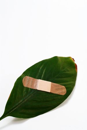 A plaster on a green leaf on white background.の写真素材