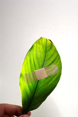 A plaster on a green leaf on white background.の写真素材