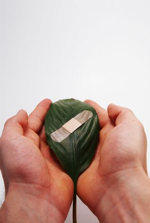 two human hands holding a bandaged leafの写真素材