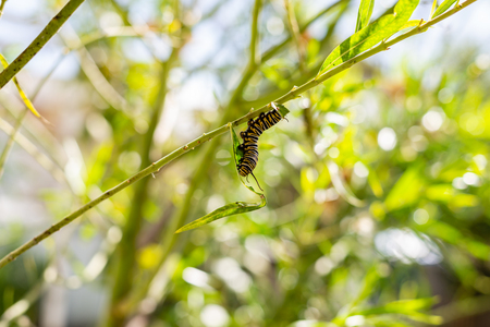 Caterpillar in the Gardenの写真素材