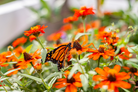 Monarch Butterfly in the Gardenの写真素材