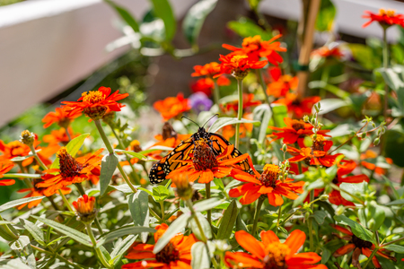 Monarch Butterfly in the Gardenの写真素材