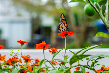 Monarch Butterfly in the Gardenの写真素材