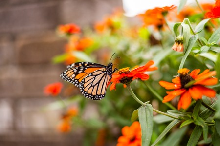 Monarch Butterfly in the Gardenの写真素材