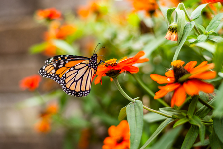 Monarch Butterfly in the Gardenの写真素材