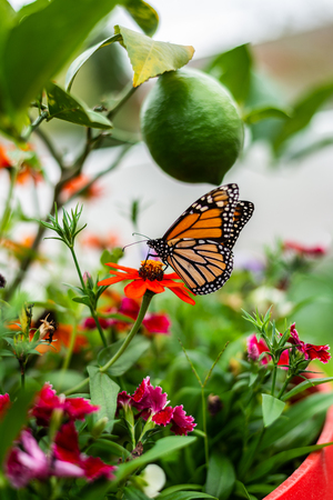 Monarch Butterfly in the Garden