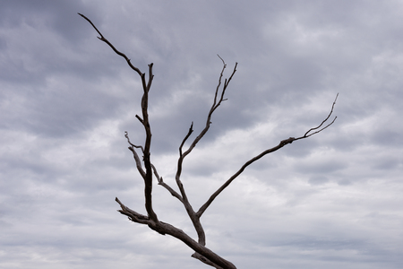 Dead Tree Moody Sky in the Royal Botanic Gardens Victoriaの写真素材