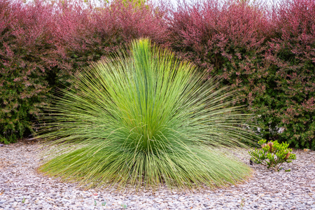 Shrub in the Royal Botanic Gardens Victoriaの写真素材