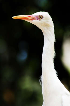 A bird with a long neckの写真素材