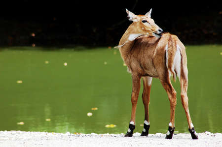 A spotted deer beside the pondの写真素材