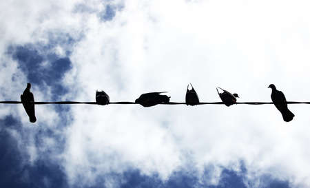a group of pigeon standing on the wireの写真素材