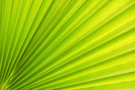 beautiful texture of the palm leafの写真素材