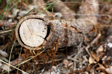 an isolated log