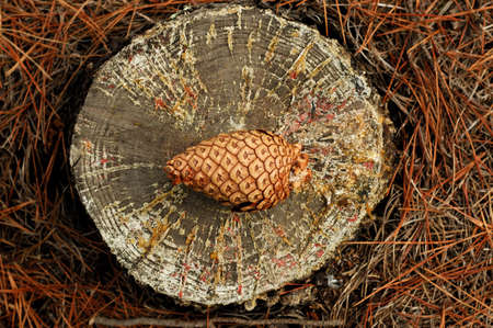 pine cone on the chopped treeの写真素材