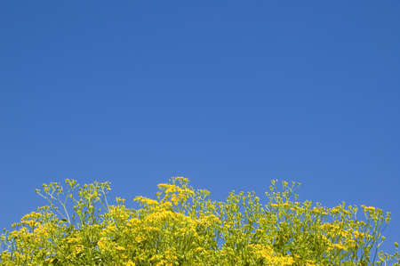 Yellow flower in blue sky background - good to adding picture into the blue spaceの写真素材