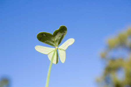 The back of clover which make a butterfly shapeの写真素材
