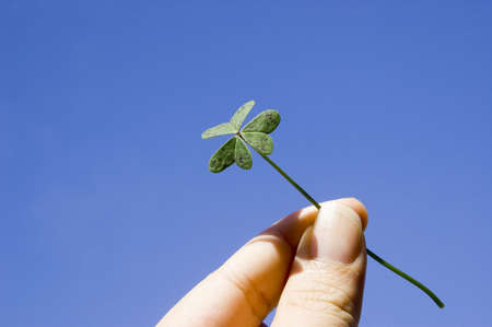 finger holding a clover under the blue sky. concept of lucky, freedomの写真素材