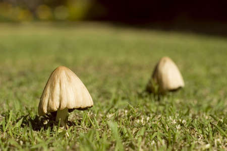 Two wild mushroom in different depth of fieldの写真素材