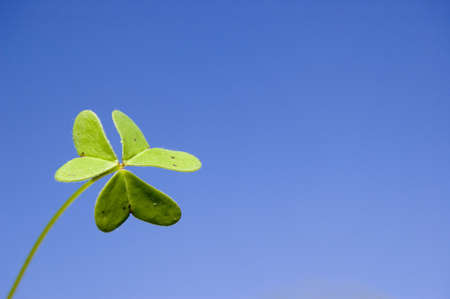 Clover place at the corner of the pictureの写真素材