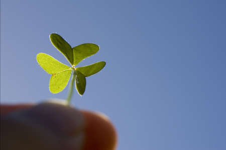 Finger holding a backlighted clover - one of the leaf is nicely backlight which can use to distinct with the otherの写真素材
