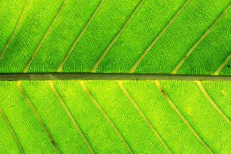Macro shot of leaf as abstract showing the texture & veins of leaf