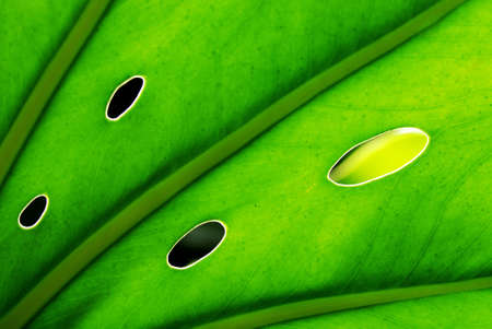 A back lit green leaf with holes showing the vascular structures of the leafの写真素材