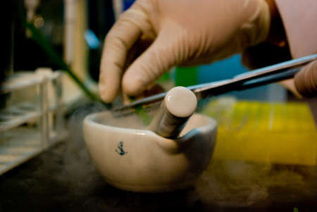 Cross breed rearch on riceの写真素材