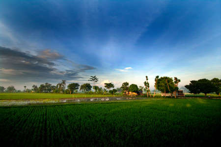 Sunrise in Paddy Fieldsの写真素材