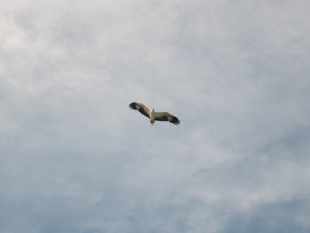 Eagle in flightの写真素材