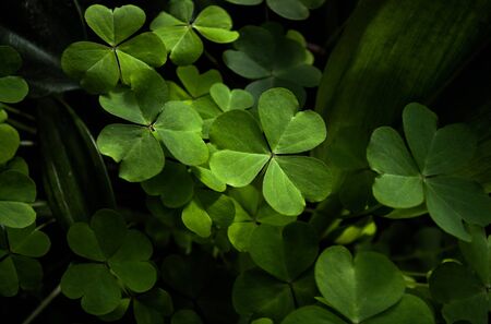 close-up of a bunch of cloversの写真素材