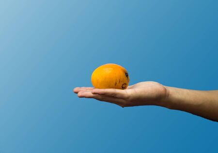 Hand holding fresh mango, blue backgroundの写真素材