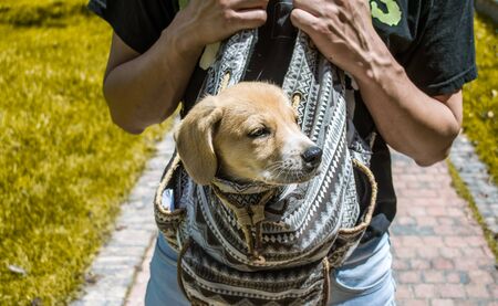 Brown Puppy in a bag exploring natureの写真素材