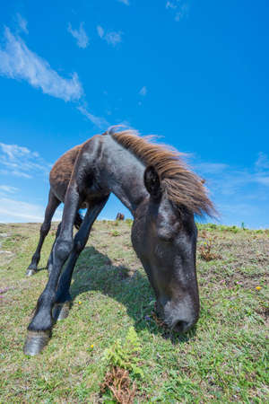 Dartmoor Pony eating grass with Blue sky.の写真素材