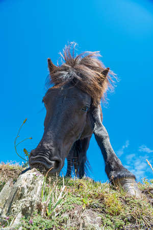 Dartmoor Pony eating viewed from below.の写真素材