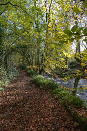 Riverside path alongside the River Avon at Avonwick in South Devon,UK.の写真素材