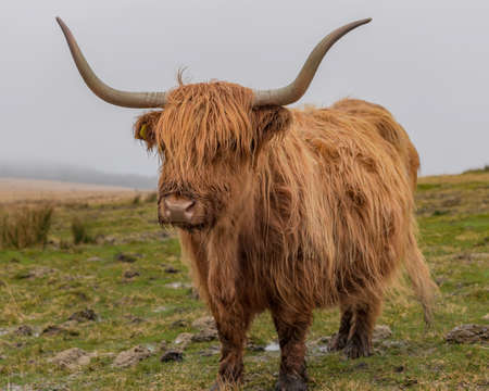 Highland Cow with horns standing in the open.の写真素材