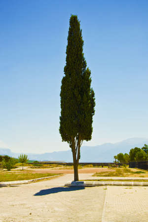 lonely standing tree on a background of blue skyの写真素材