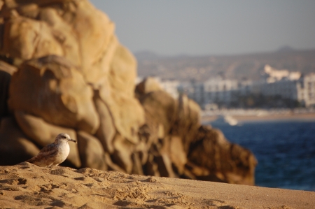 Bird on beach in Cabo San Lucasの写真素材