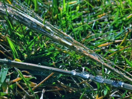 Dew drops on grassの素材