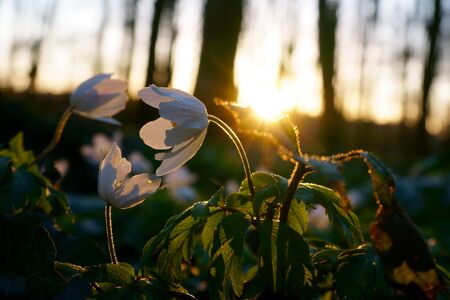 Wood anemone in warm sunset lightの写真素材