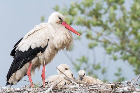 Stork in his nest whit his childrenの写真素材