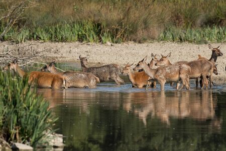 A group of deer entering the water in a parkの写真素材
