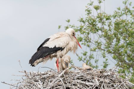 A large nest in which is a stork mom and her three babiesの写真素材
