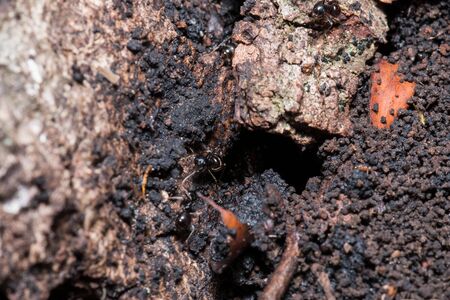 A group of black ants line up above the bark of a tree